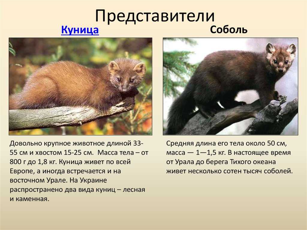 Куница в руках