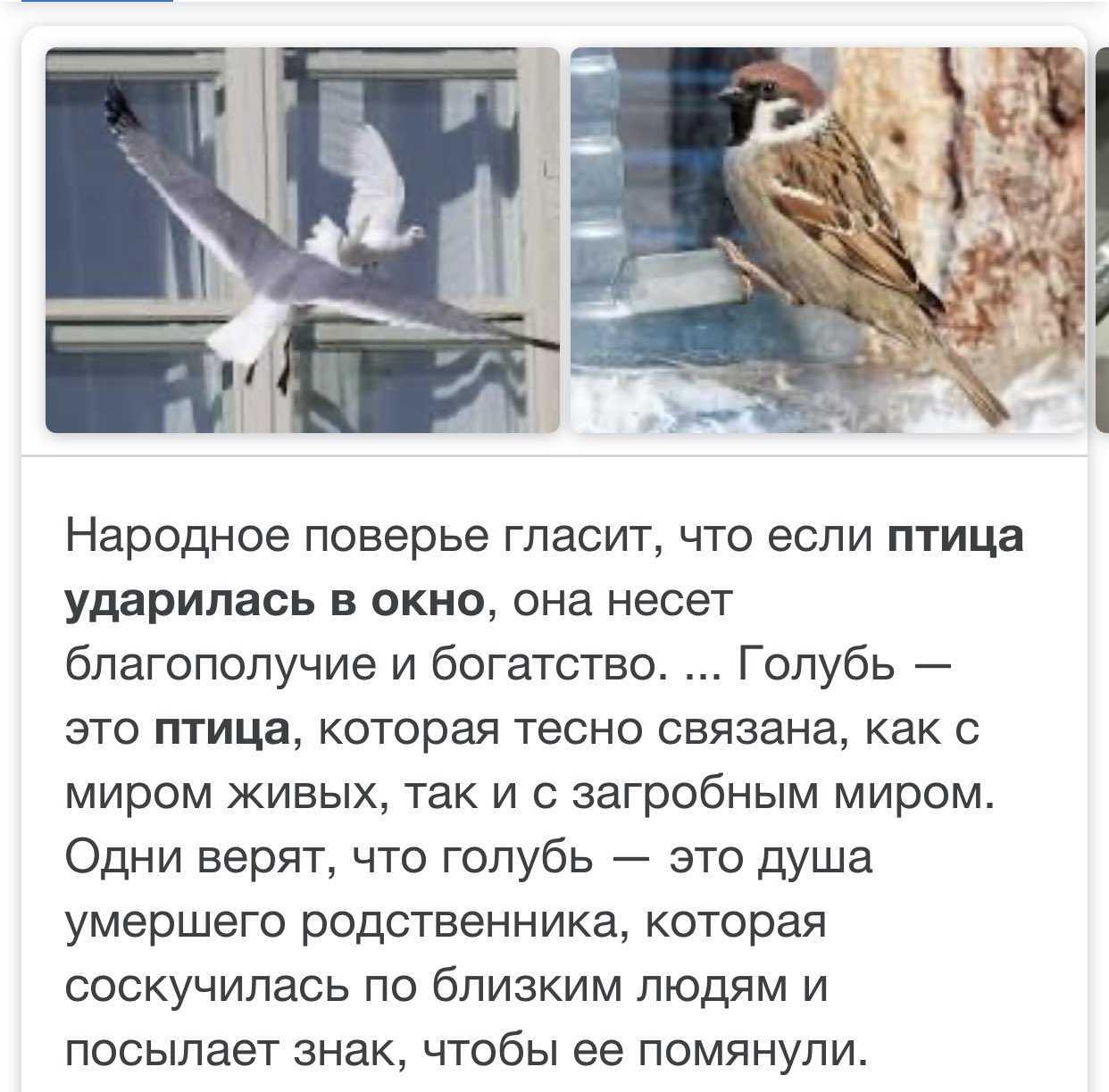 К чему снится черная птица - трактование для женщины