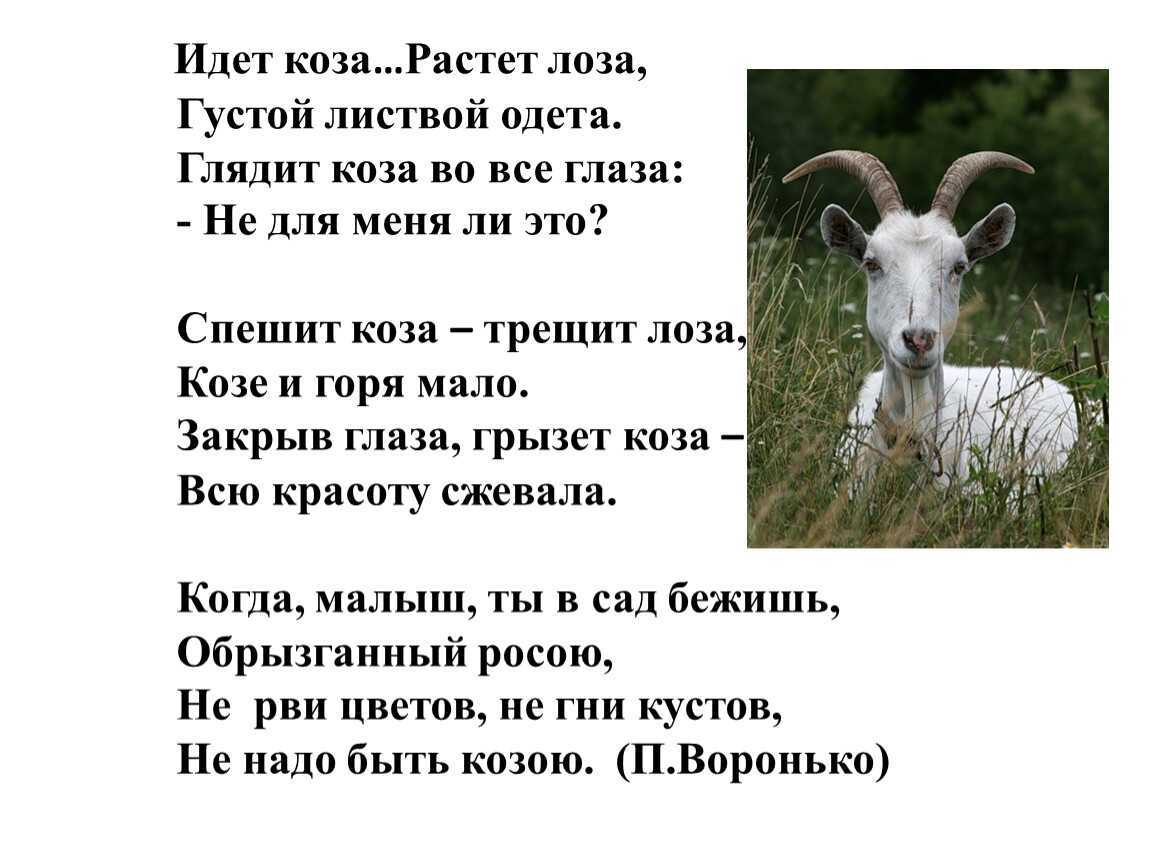 Сонник коза ласкается. к чему снится коза ласкается видеть во сне - сонник дома солнца