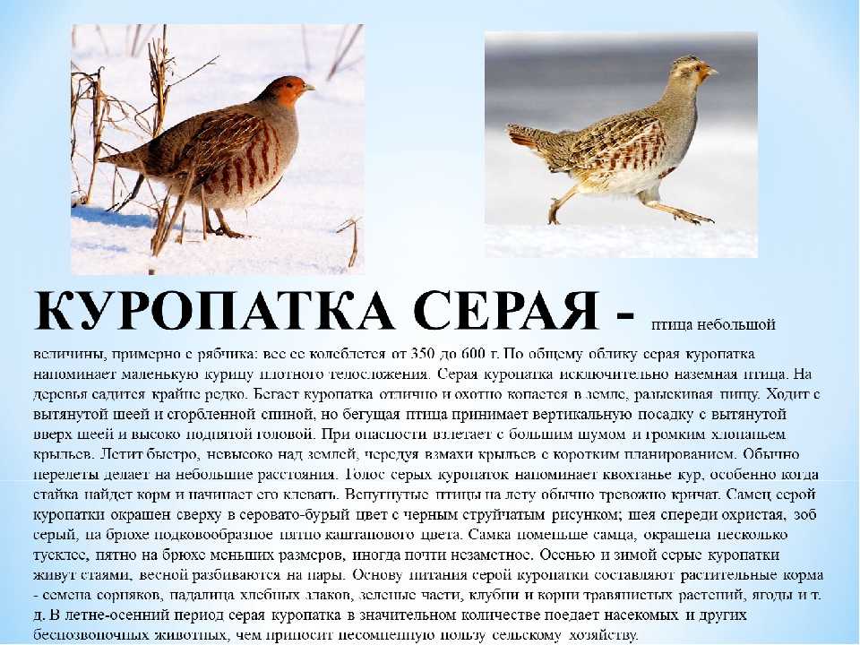 «курица к чему снится во сне? если видишь во сне курица, что значит?»