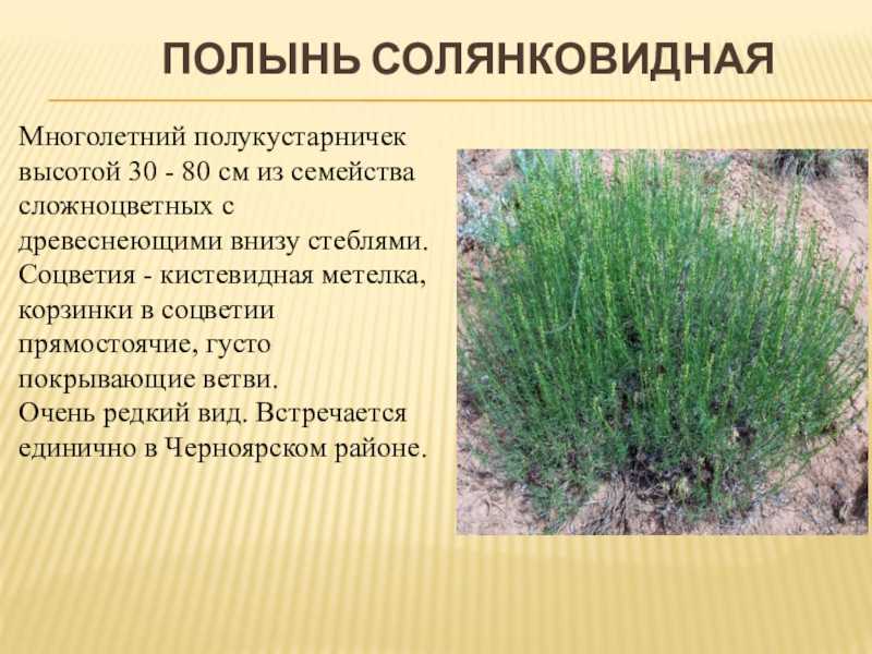 К чему снится  растение во сне — по 90 сонникам! если видишь во сне растение что значит?