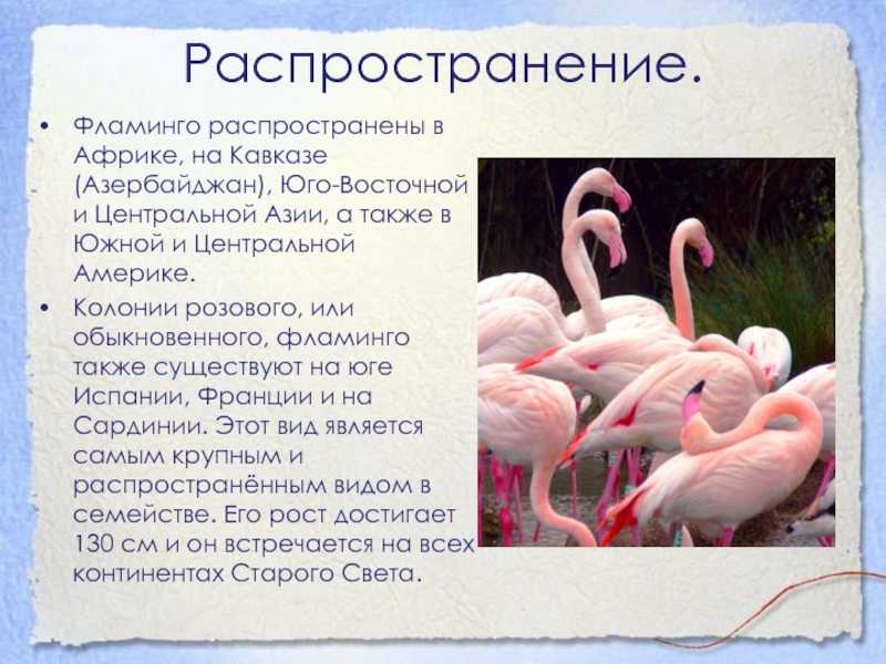 Фламинго к чему снится? толкование по сонникам