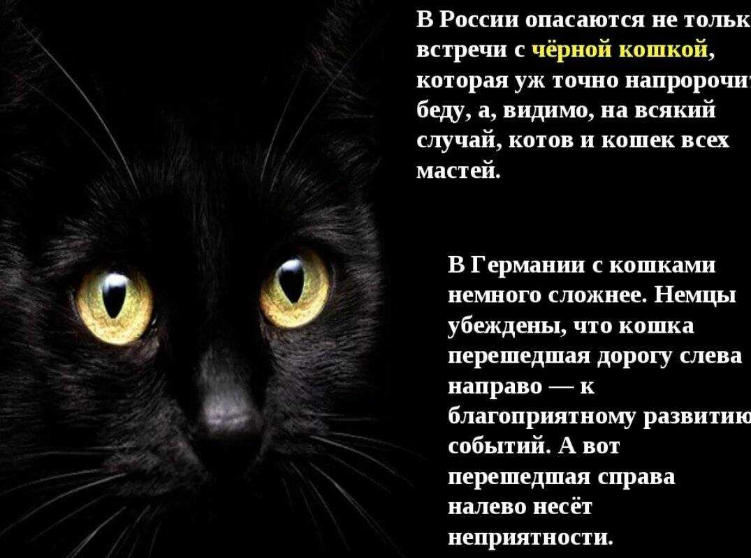 Что означает видеть котят во сне — 37 значений