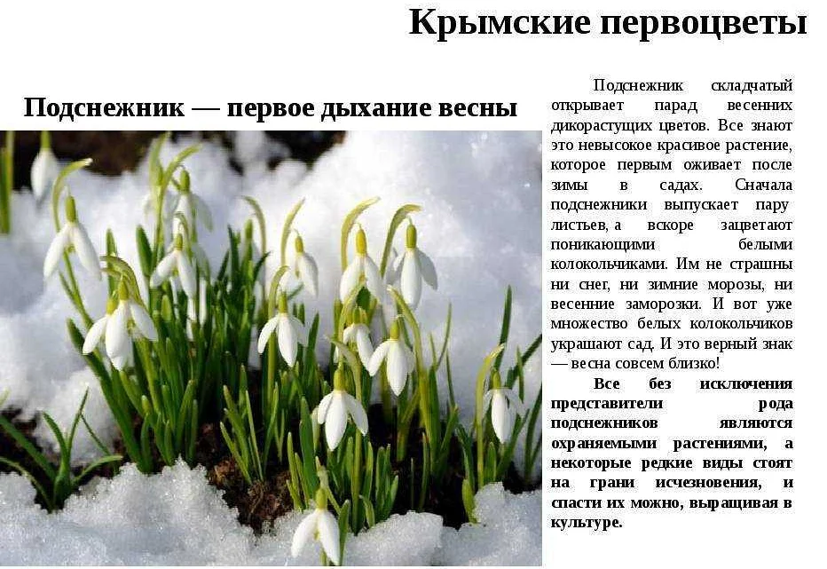 Сонник подснежники к чему снится подснежники во сне?
