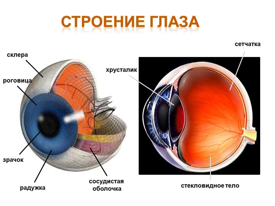 К чему снятся глаза, сонник – глаза во сне