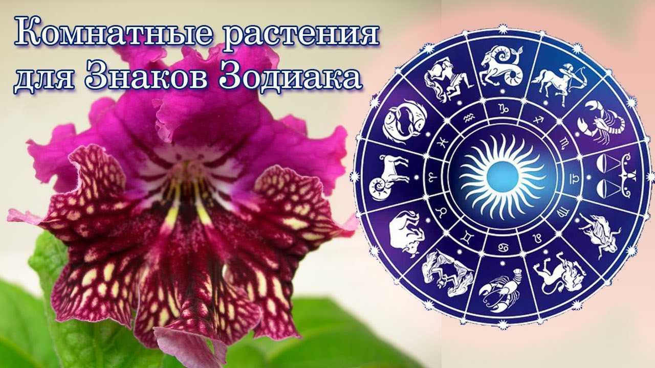 Цветочный гороскоп