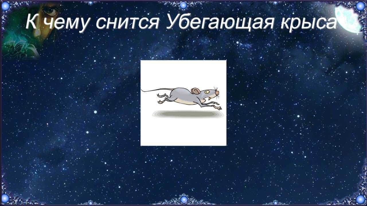 К чему снится крысы?