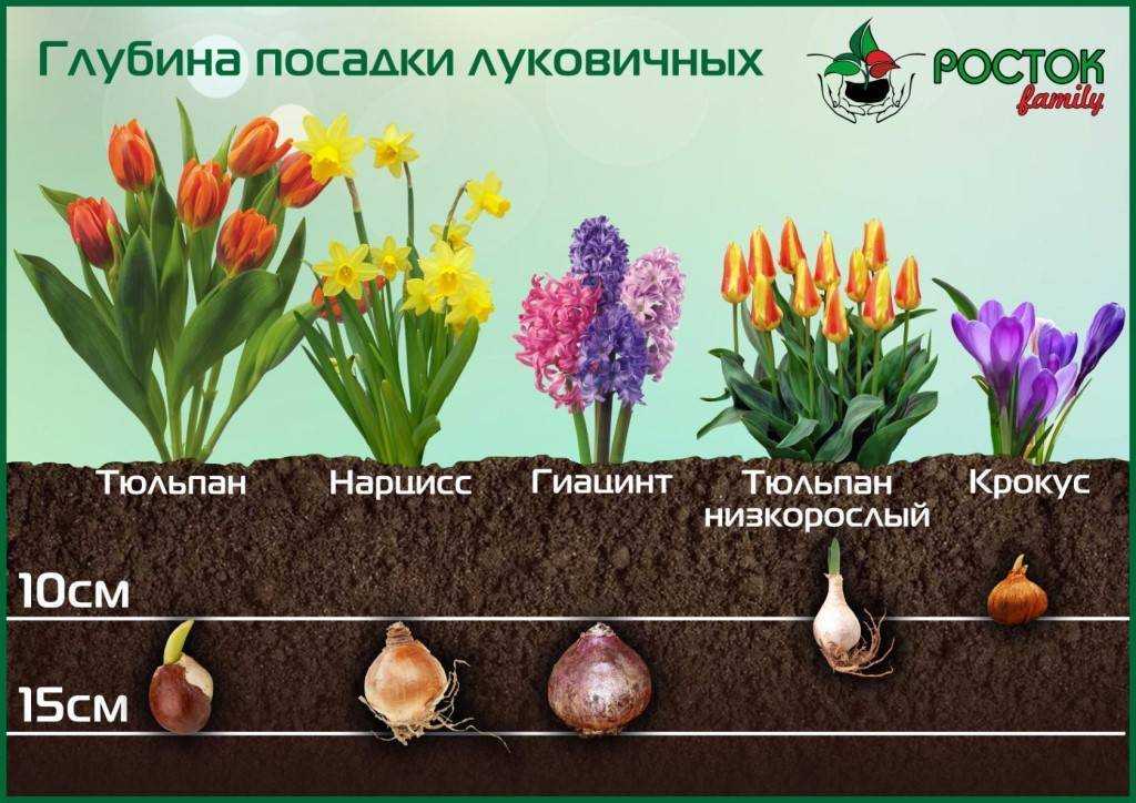 Сонник нарциссы в снегу. к чему снится нарциссы в снегу видеть во сне - сонник дома солнца