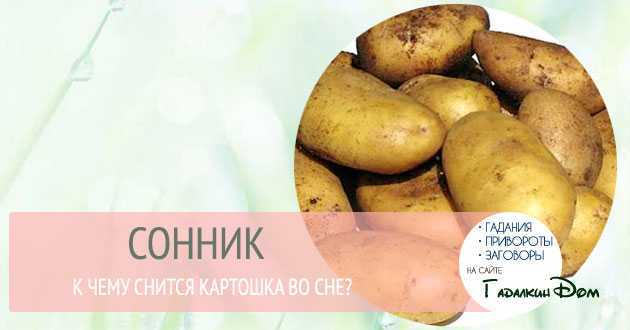 К чему снится крупная картошка на земле 🍠 - топ 37 толкований ❗ сна по разным сонникам: что означает собирать, копать, сажать или готовить много картофеля