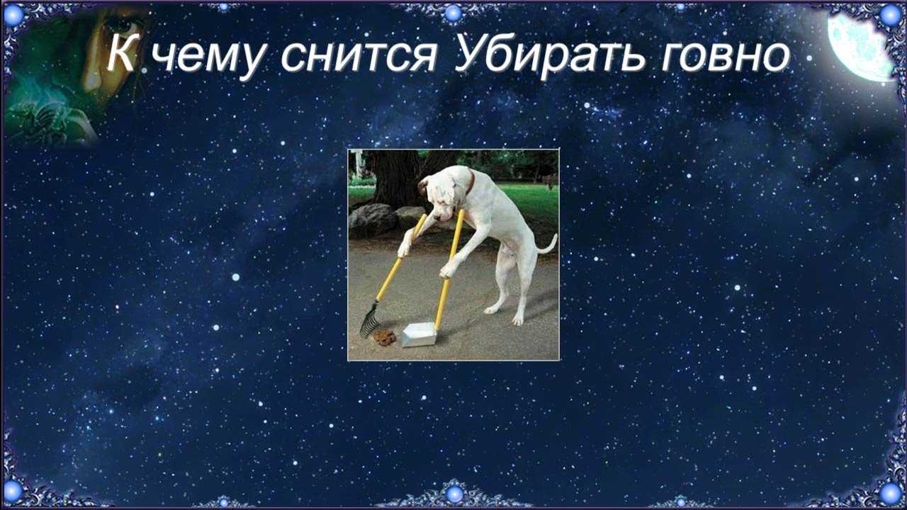 Сонник говно, фекалии - интернет-журнал amedeya