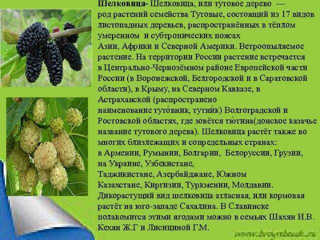 Сонник есть шелковицу с дерева