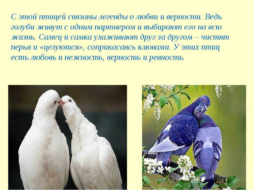 Как расшифровать сон о голубях — 42 популярных значения