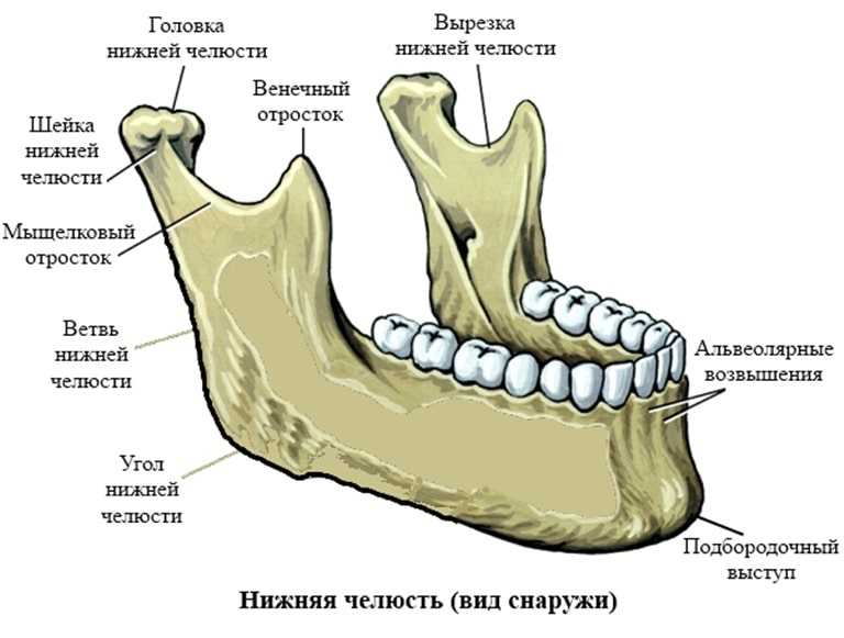 Сломать кошке челюсть во сне. увидеть во сне, как выпала или сломалась вставная челюсть: к чему снятся зубные протезы, что говорится в сонниках? сонник психолога г