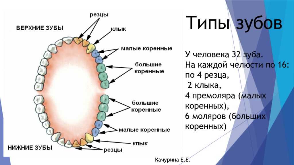 К чему снятся зубы во сне