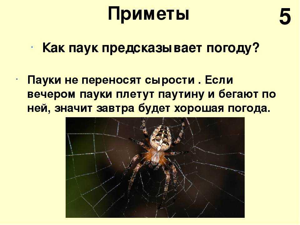 Паук спускается вниз - к чему эта примета и каково её значение
