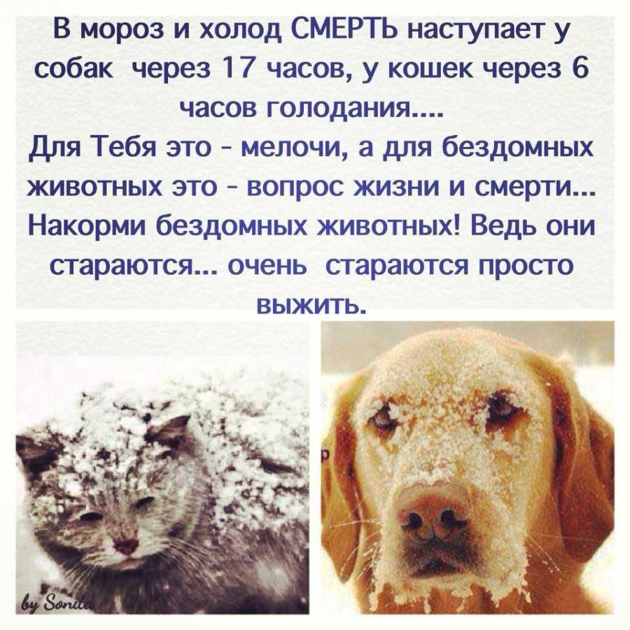 Интересные приметы о собаках – 23 народных поверий