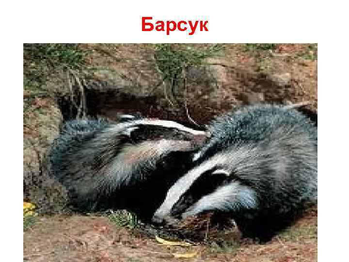 К чему снится  барсук во сне — по 90 сонникам! если видишь во сне барсук что значит?