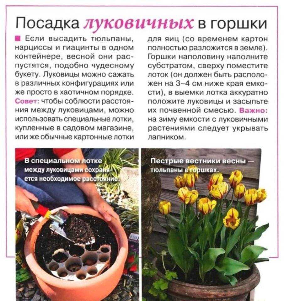 К чему снятся нарциссы - значение сна нарциссы по соннику