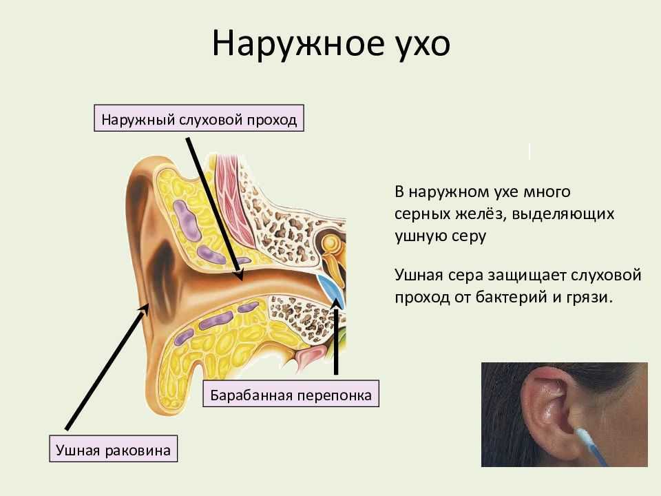 Сонник чистить уши и видеть много серы. к чему снится чистить уши и видеть много серы видеть во сне - сонник дома солнца