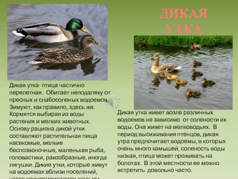 К чему снятся утки: живые и мертвые, на воде и в воздухе, что означает по соннику охотиться и поймать птицу