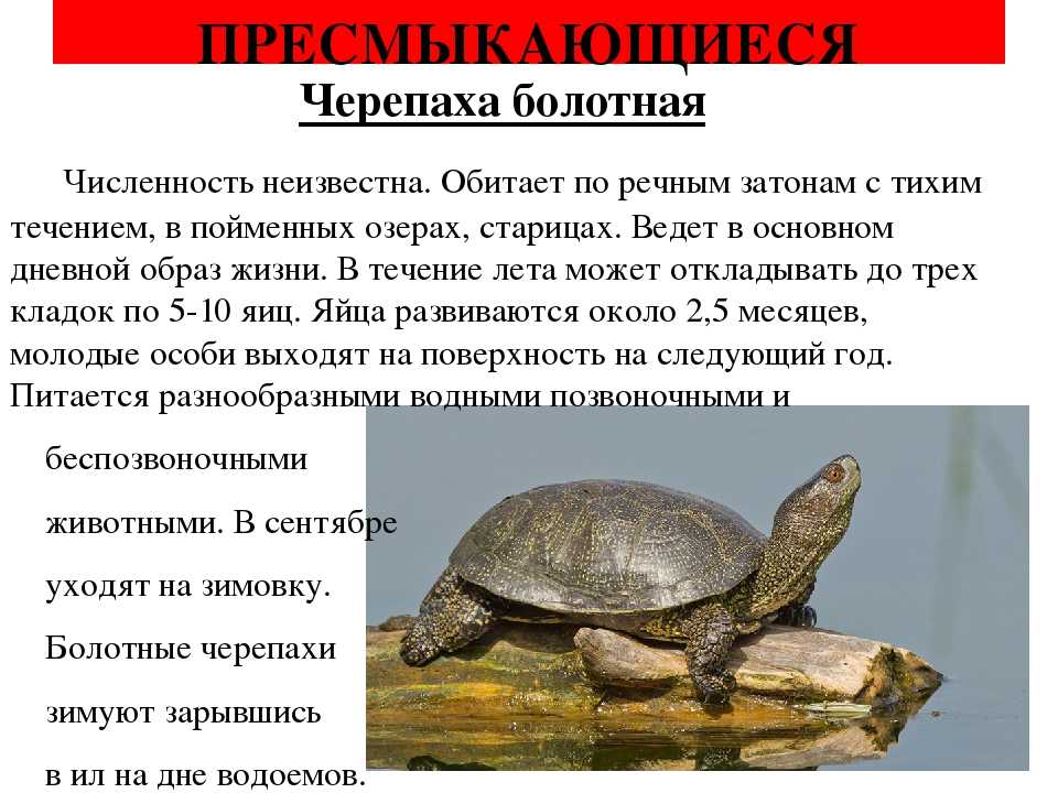 К чему снится черепаха - значение сна черепаха по соннику
