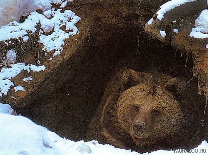 Домашние животные — толкование сна по сонникам