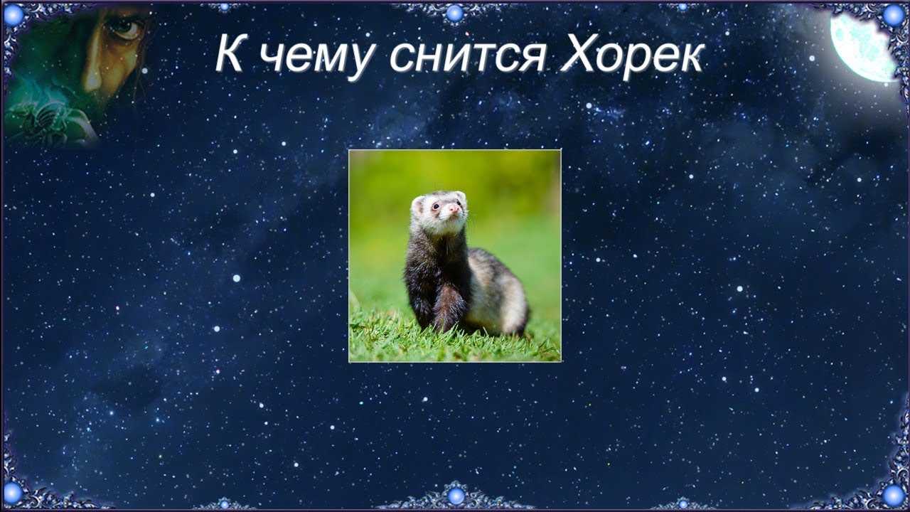 Сонник хорек поймать. к чему снится хорек поймать видеть во сне - сонник дома солнца