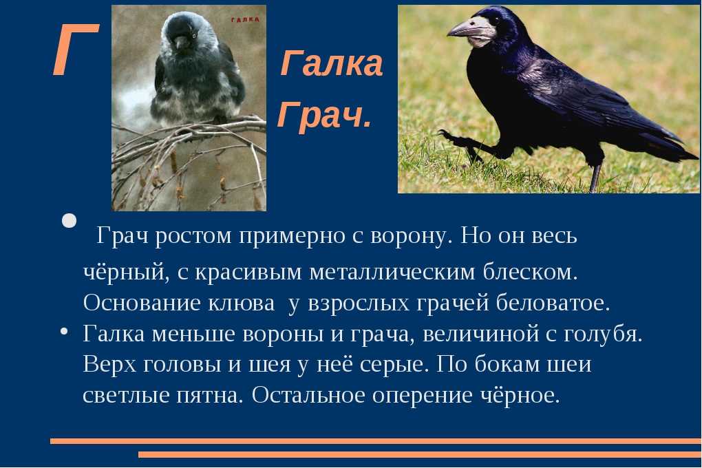 К чему снятся грачи
