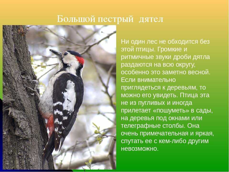 К чему снится дятел на дереве - снопедия