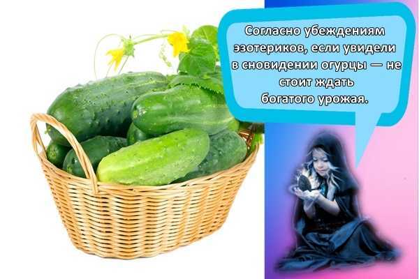 К чему снится огурец. видеть во сне огурец - сонник дома солнца