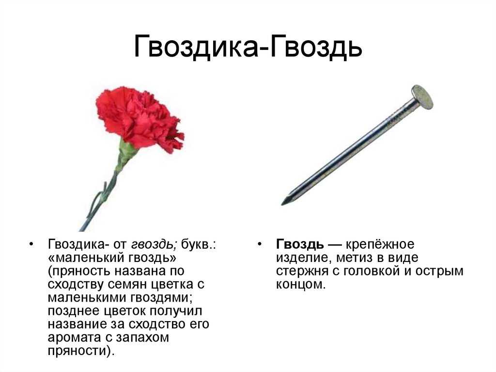 К чему снятся гвоздики красные - толкование сновидения
