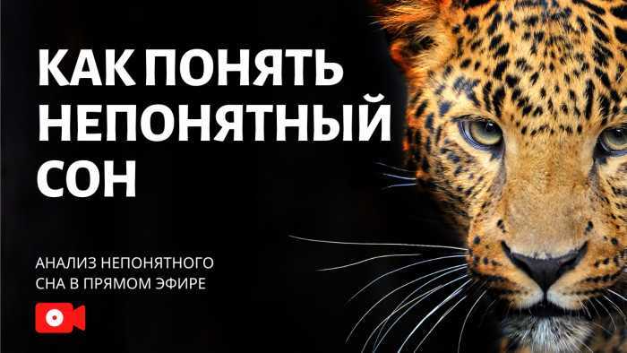 Сонник леопард  приснился, к чему снится леопард во сне видеть?
