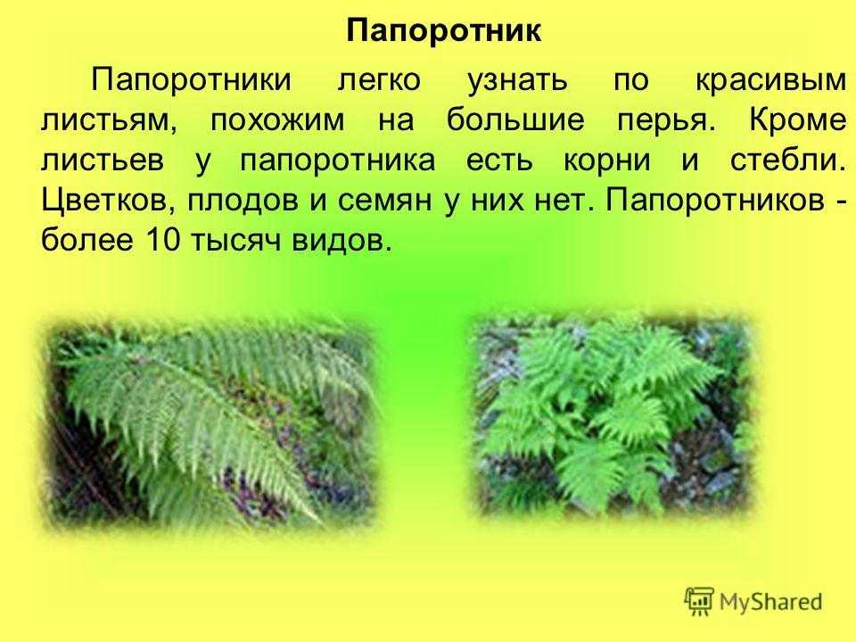 «папоротник к чему снится во сне? если видишь во сне папоротник, что значит?»