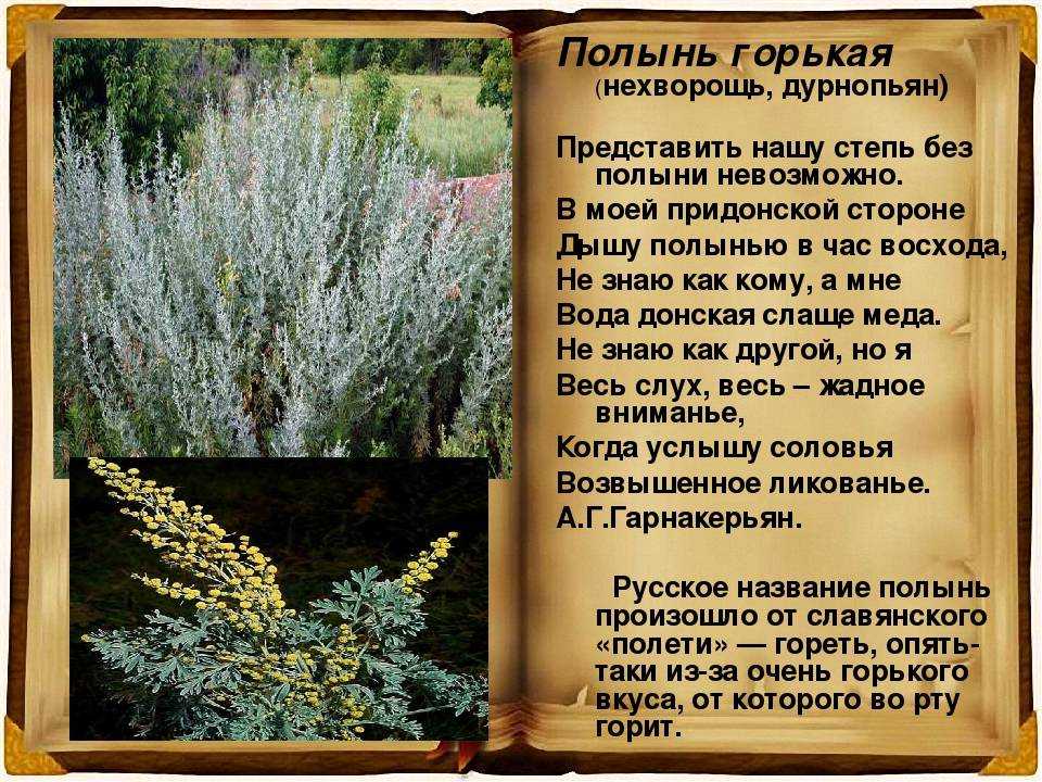 Сонник к чему снится полынь