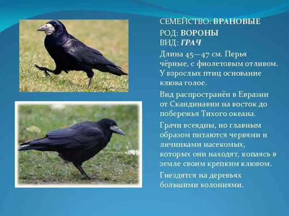 К чему снится приснился грач в доме, приснился грач в доме во сне