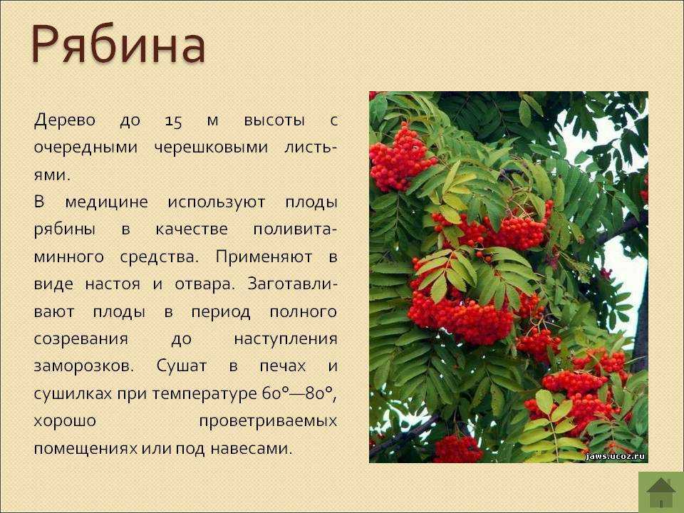 К чему снится  персик во сне — по 90 сонникам! если видишь во сне персик что значит?