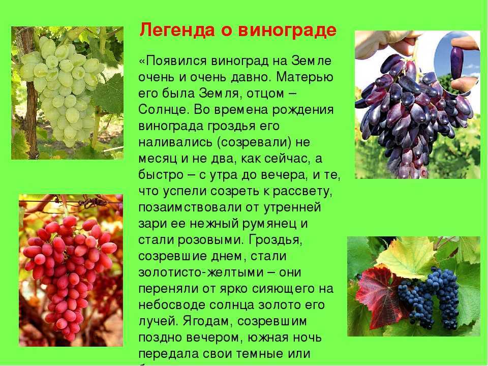Сонник кишмиш покупать. к чему снится кишмиш покупать видеть во сне - сонник дома солнца