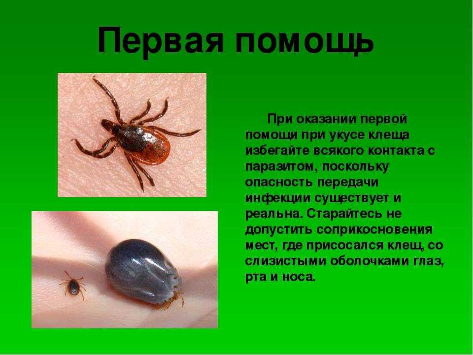 Клещи ползают но не кусают