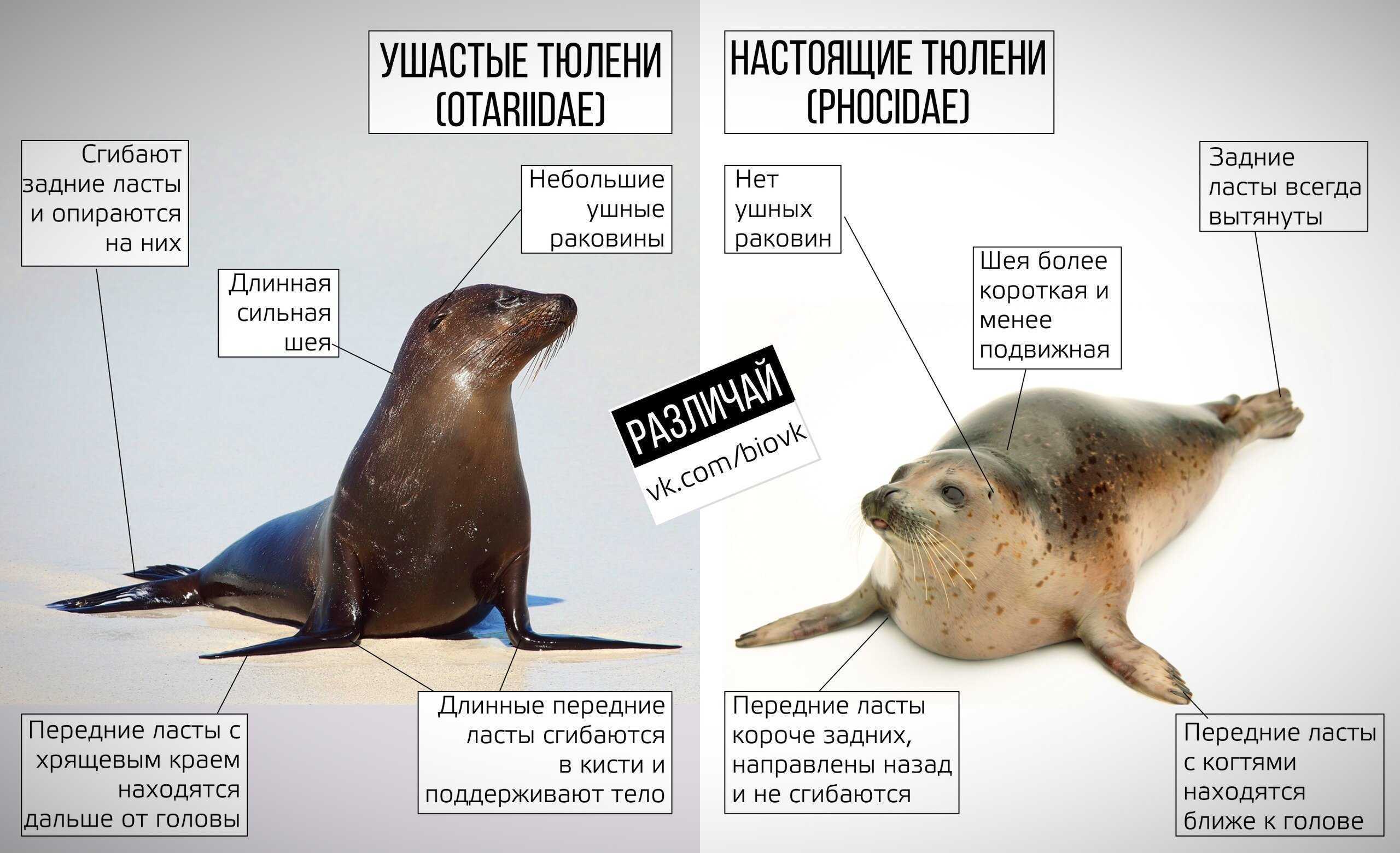 Море моржи
