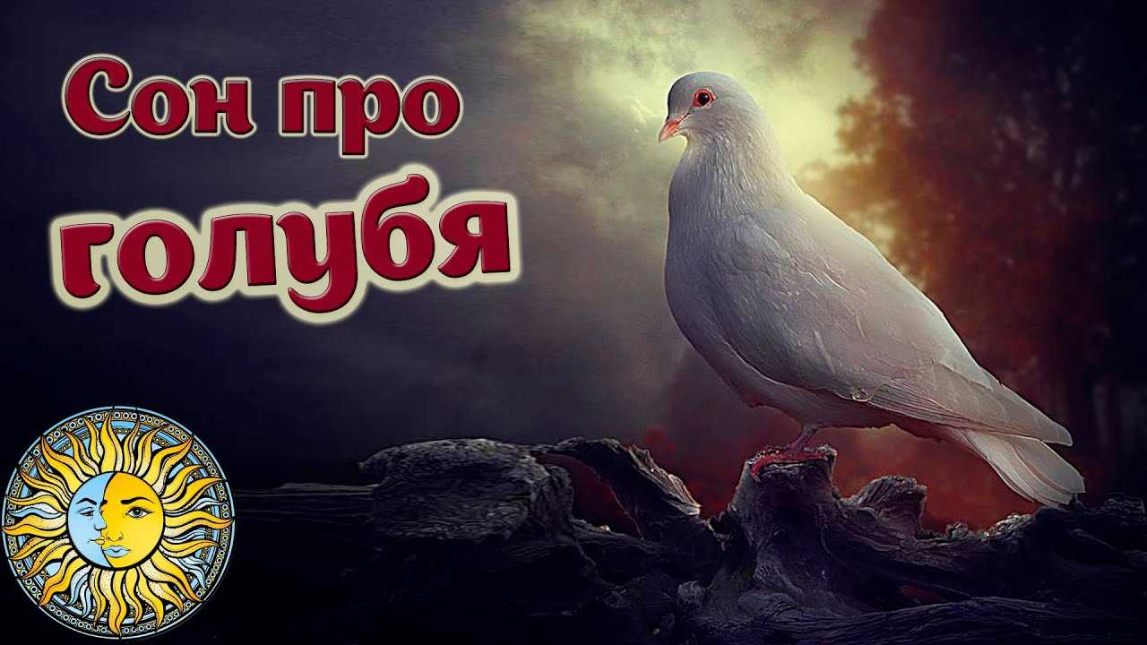 «сонник голуби приснились, к чему снятся во сне голуби»