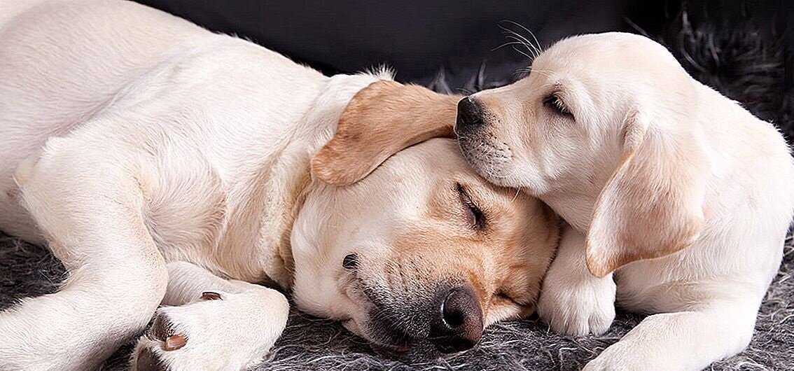 Сонник кормить собаку во сне на сайте сонник гуру