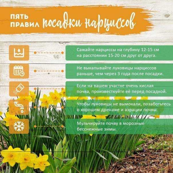 К чему снится нарцисс по соннику? видеть во сне нарцисс  - толкование снов.