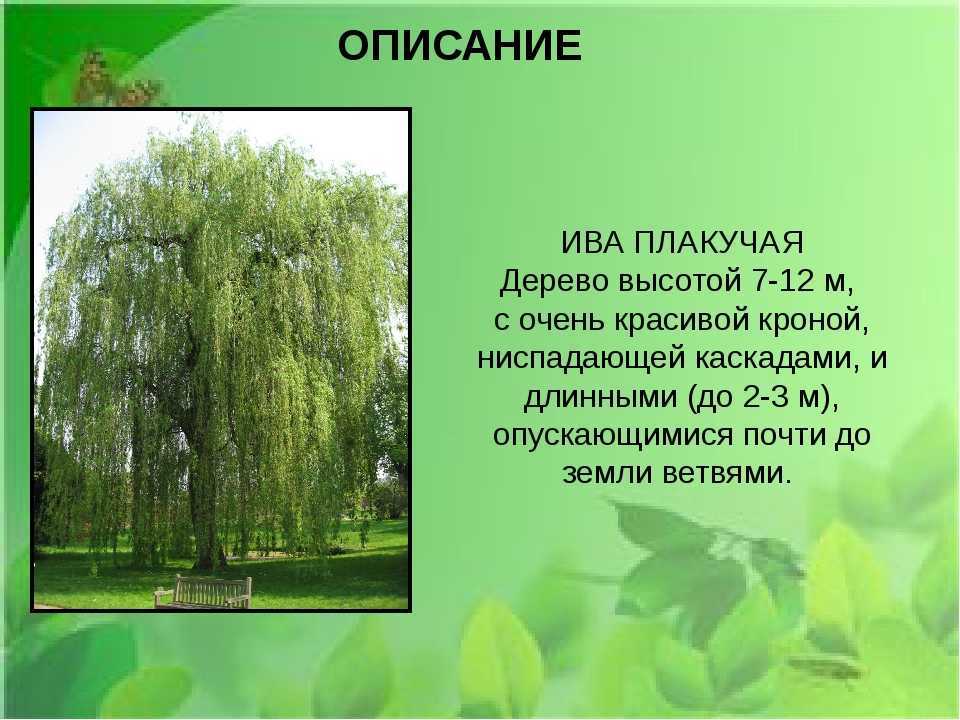 К чему снится ива во сне?