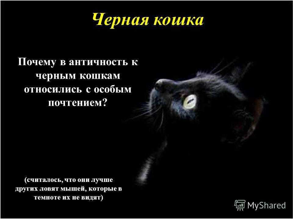 К чему снятся котята?