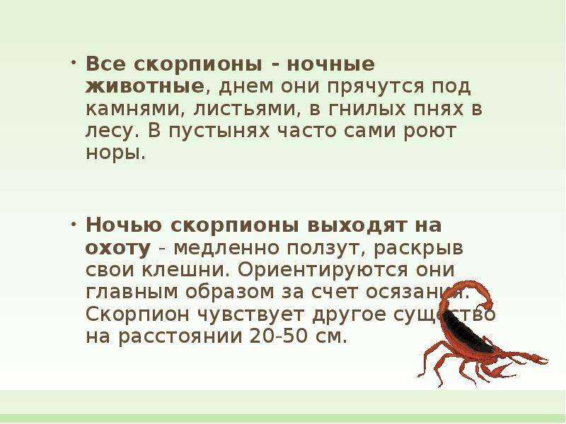 К чему снится скорпион?