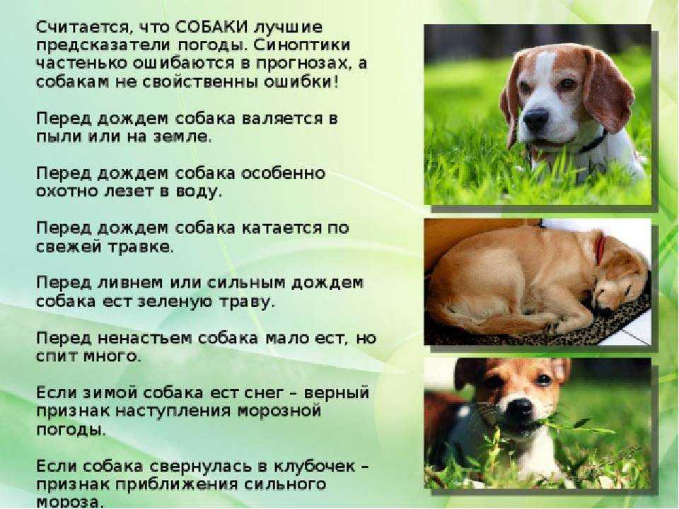 Приметы про собак: укусила, облаяла, к чему умирает в доме