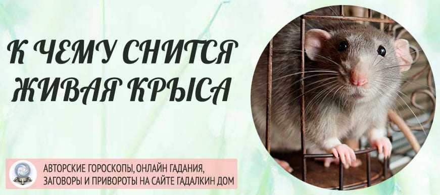 Сон — мышь серая