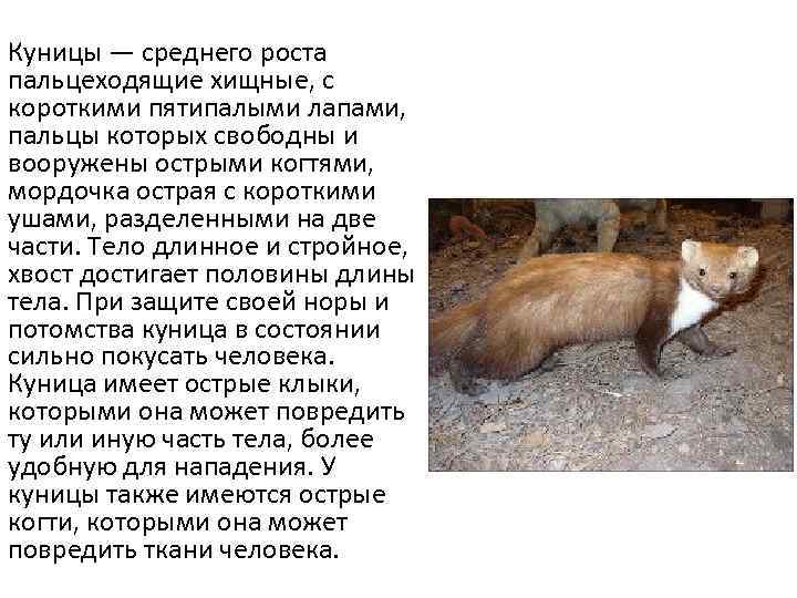 К чему снится куница: толкование в различных сонниках