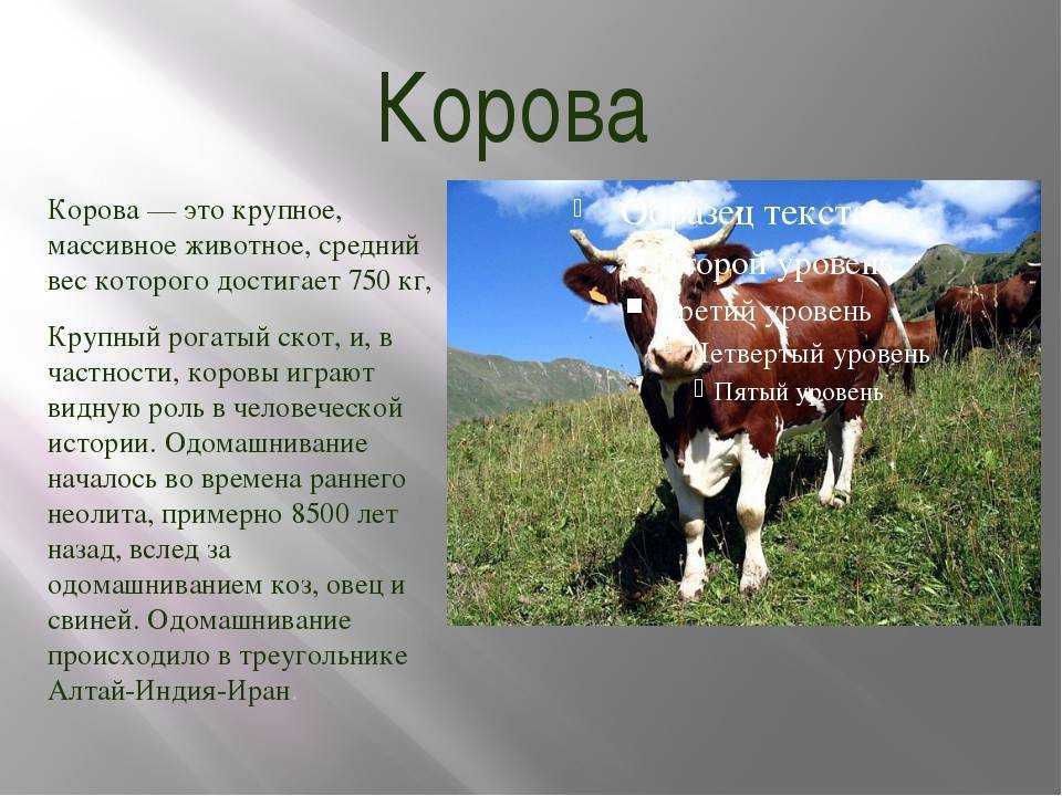 К чему снится бык во сне для женщины: черный, белый, большой, разъяренный, с рогами и без, стадо, нападает, убегать, покупать