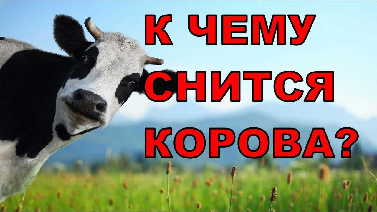 «корова к чему снится во сне? если видишь во сне корова, что значит?»